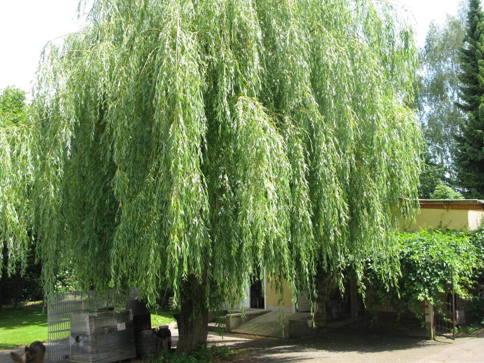Fewo Weidenhof Grosschwabhausen Экстерьер фото